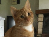 À donner : chaton roux et blanc