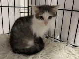 À céder : chaton tigré gris
