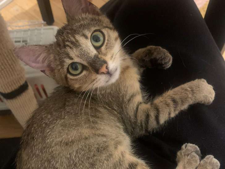 À adopter : chaton femelle