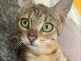 À adopter : chaton femelle