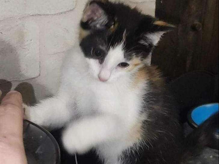 Disponible à l'adoption : chatonne tricolore