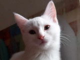 À adopter, chatonne blanche
