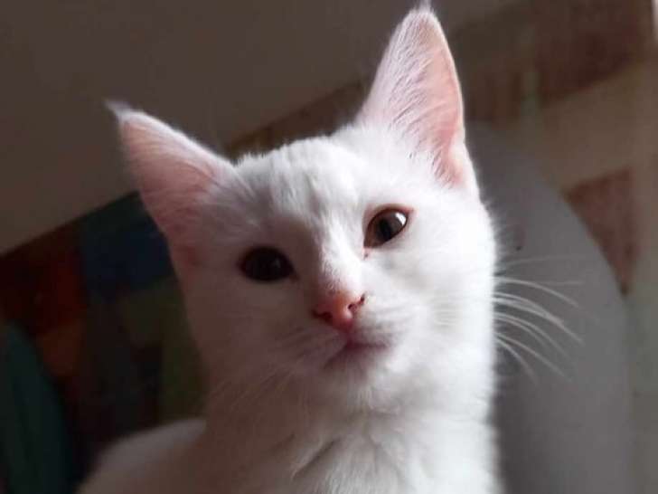 À adopter, chatonne blanche