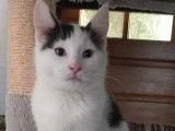 À céder, chaton noir et blanc