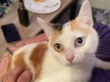 Chatte tricolore disponible à l'adoption