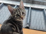 À adopter : chatonne tigrée
