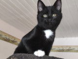 Chatonne noire et blanche à adopter