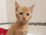 À donner : chaton femelle roux