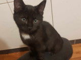 À donner : chaton femelle de 4 mois