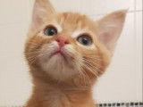 Chaton roux à octroyer