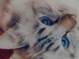 Disponible pour saillie : un chat Sacré de Birmanie LOOF