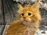 À réserver : 4 chatons mâles Maine Coons LOOF, d’octobre 2023