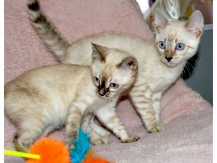 À réserver : deux chatonnes Bengals LOOF, de septembre 2023
