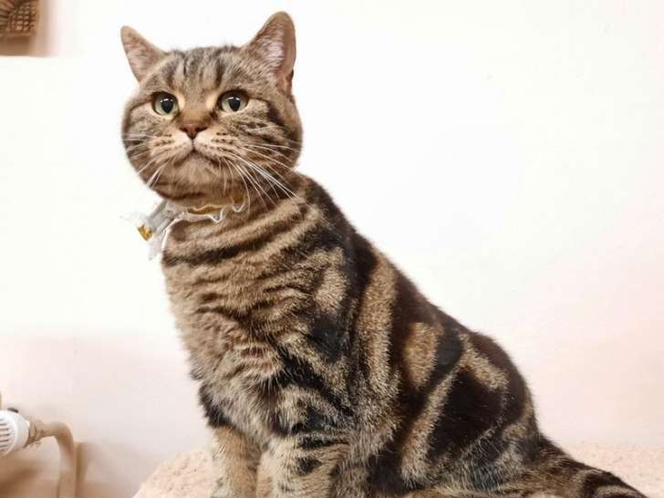 Disponible à la vente : une chatte British Shorthair LOOF
