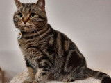 Disponible à la vente : une chatte British Shorthair LOOF