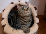 Disponible à la vente : une chatte British Shorthair LOOF