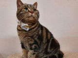 Disponible à la vente : une chatte British Shorthair LOOF