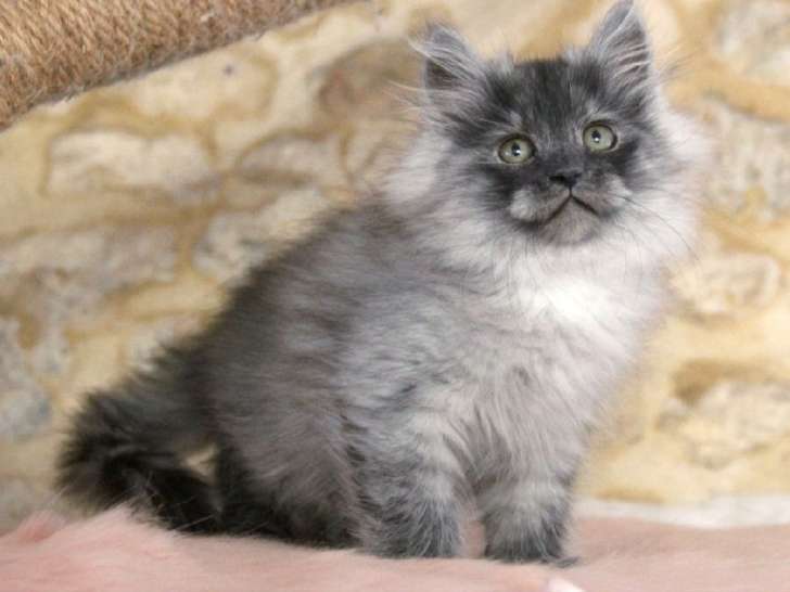À vendre : un chaton mâle Sibérien LOOF, de septembre 2023