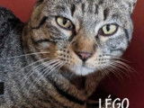 Disponible à l'adoption, chat tigré