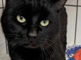 Chat noir prêt pour l'adoption