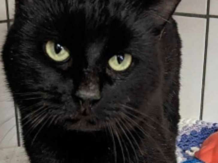 Chat noir prêt pour l'adoption