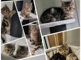 Chatons femelles à donner