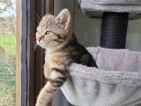 Chatons femelles à donner