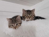 Chatons femelles à donner