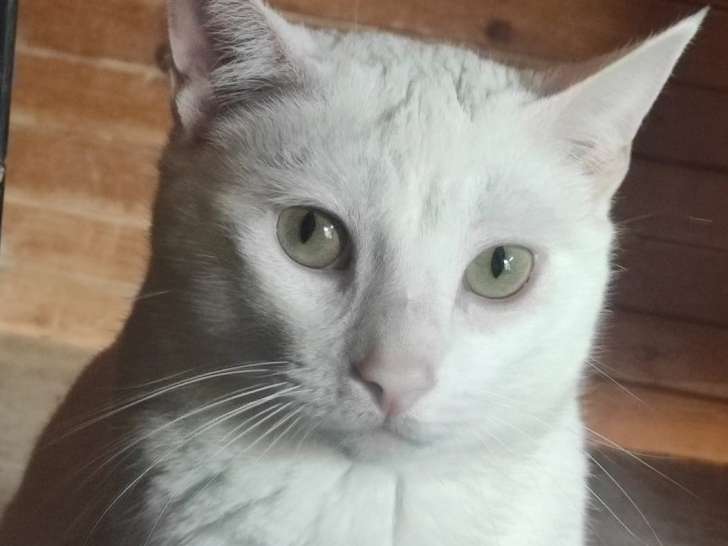 À céder : chat blanc