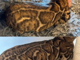 Chat Bengal brown tabby à motif rosettes LOOF disponible pour saillie