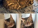 Chat Bengal brown tabby à motif rosettes LOOF disponible pour saillie