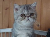 Chaton Exotic Shorthair bleu silver blotched tabby LOOF disponible à la vente