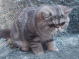 Chaton Exotic Shorthair bleu silver blotched tabby LOOF disponible à la vente