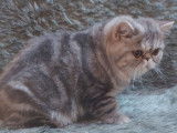 Chaton Exotic Shorthair bleu silver blotched tabby LOOF disponible à la vente