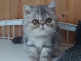 Chaton Exotic Shorthair bleu silver blotched tabby LOOF disponible à la vente