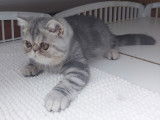 Chaton Exotic Shorthair bleu silver blotched tabby LOOF disponible à la vente