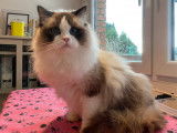 Chaton Ragdoll bicolore LOOF disponible à la vente