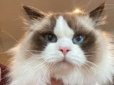 Chaton Ragdoll bicolore LOOF disponible à la vente