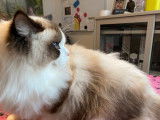 Chaton Ragdoll bicolore LOOF disponible à la vente