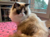 Chaton Ragdoll bicolore LOOF disponible à la vente