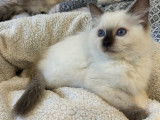 Chatons Ragdoll LOOF chocolat et lilac
