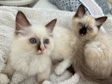 Chatons Ragdoll LOOF chocolat et lilac