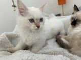 Chatons Ragdoll LOOF chocolat et lilac