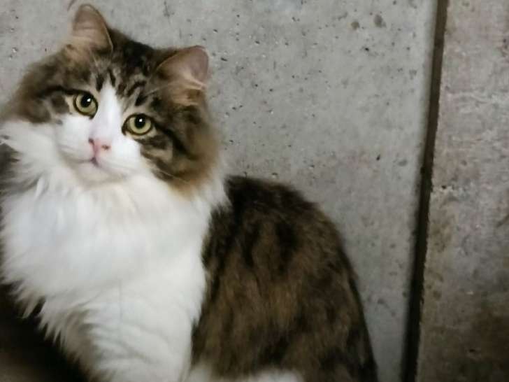 À adopter : un chaton Sibérien LOOF bicolore : Petite Annonce chat