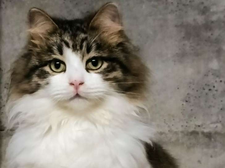 À adopter : un chaton Sibérien LOOF bicolore : Petite Annonce chat