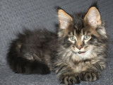 Des chatons Maine Coons LOOF &agrave; r&eacute;server