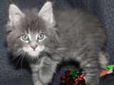 Des chatons Maine Coons LOOF &agrave; r&eacute;server