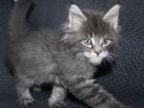Des chatons Maine Coons LOOF &agrave; r&eacute;server