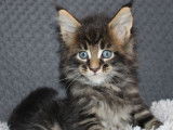 Des chatons Maine Coons LOOF &agrave; r&eacute;server