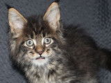 Des chatons Maine Coons LOOF &agrave; r&eacute;server
